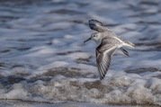 Stephen Nobbs - Sanderling in Flight